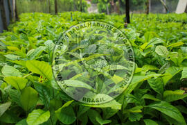 [Título n/d] : lote nº 002, pasta nº 001315, doc. nº 000015 [imagem] / Fotógrafo(a) : [autoria n/d].