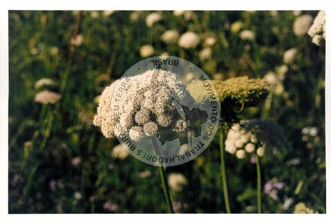 Original Digitaal object not accessible