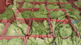 [Título n/d] : lote nº 002, pasta nº 001344, doc. nº 000001 [imagem] / Fotógrafo(a) : [autoria n/d].