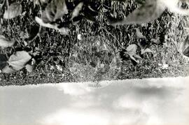 Produção em Minas Gerais (Minas Gerais, [sem data]) [fotografia] / Fotógrafo(a) : Neiva Alves. -- Ref.: BR-SPMST_MST-SN-CIN_AMP_001977-015167-PDU.