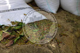 [Título n/d] : lote nº 002, pasta nº 001315, doc. nº 000024 [imagem] / Fotógrafo(a) : [autoria n/d].