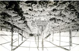 COPAC (Rio Grande do Sul, 1993) [fotografia] / Fotógrafo(a) : Claudemir Bittencourt. -- Ref.: BR-SPMST_MST-SN-CIN_AMP_001974-015151-PDU.