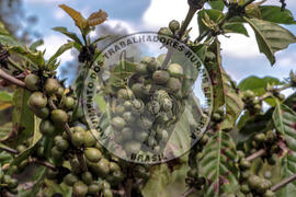 [Título n/d] : lote nº 002, pasta nº 001314, doc. nº 000009 [imagem] / Fotógrafo(a) : [autoria n/d].