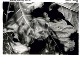 Pequenas propriedades dos EUA (Cortez (EUA), [sem data]) [fotografia] / Fotógrafo(a) : Nancy Dunchutceck. -- Ref.: BR-SPMST_MST-SN-CIN_AMP_001063-008615-RIT.