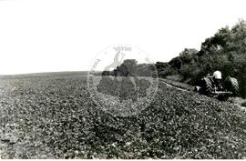 Produção de acampament0 (Rio Grande do Sul, [sem data]) [fotografia] / Fotógrafo(a) : Assis Hofman ; J. Ribber ; Arquivo MST. -- Ref.: BR-SPMST_MST-SN-CIN_AMP_001983-015194-PDU.