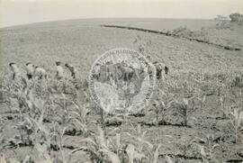 Mutirão Assentamento "CEMAPA" do MST (Rio Grande do Sul, 1982) [fotografia] / Fotógrafo(a) : Arquivo MST. -- Ref.: BR-SPMST_MST-SN-CIN_AMP_000173-001246-ASS.