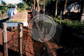 Assentamento "Ribeirão Bonito"do MST (Rio Grande do Sul, [sem data]) [fotografia] / Fotógrafo(a) : Arquivo MST. -- Ref.: BR-SPMST_MST-SN-CIN_AMP_000186-001316-ASS.