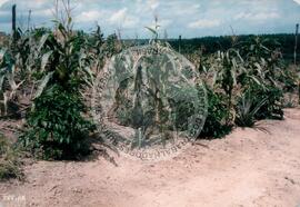 Produção no assentamento (Espírito Santo, fev. 1988) [fotografia] / Fotógrafo(a) : [sem autoria]. -- Ref.: BR-SPMST_MST-SN-CIN_AMP_001971-015113-PDU.