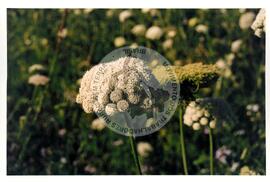 Cooperativa COAGRI (Cantagalo-PR, [sem data]) [fotografia] / Fotógrafo(a) : Arquivo MST. -- Ref.: BR-SPMST_MST-SN-CIN_AMP_001970-015076-PDU.