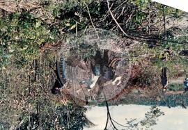 Produção em assentamento (Sergipe, [sem data]) [fotografia] / Fotógrafo(a) : Arquivo MST. -- Ref.: BR-SPMST_MST-SN-CIN_AMP_001976-015160-PDU.