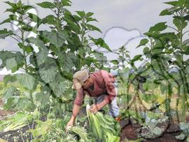 [Título n/d] : lote nº 002, pasta nº 001319, doc. nº 000163 [imagem] / Fotógrafo(a) : [autoria n/d].