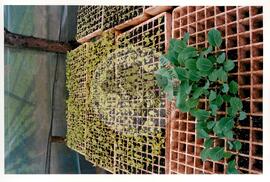 Assentamento "30 de outubro" do MST (Santa Catarina, [sem data]) [fotografia] / Fotógrafo(a) : Douglas Mansur. -- Ref.: BR-SPMST_MST-SN-CIN_AMP_000199-001444-ASS.