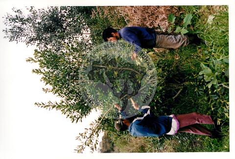 Original Document numérique not accessible