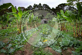 [Título n/d] : lote nº 002, pasta nº 001317, doc. nº 000061 [imagem] / Fotógrafo(a) : [autoria n/d].