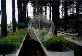 Assentamento "Ribeirão Bonito"do MST (Rio Grande do Sul, [sem data]) [fotografia] / Fotógrafo(a) : Arquivo MST. -- Ref.: BR-SPMST_MST-SN-CIN_AMP_000185-001306-ASS.