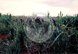 Acampamento do MST [sem identificação] (Pontal de Parapanema-SP, [sem data]) [fotografia] / Fotógrafo(a) : Arquivo MST. -- Ref.: BR-SPMST_MST-SN-CIN_AMP_000052-000489-ACP.