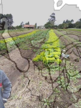 [Título n/d] : lote nº 002, pasta nº 000033, doc. nº 000076 [imagem] / Fotógrafo(a) : [autoria n/d].