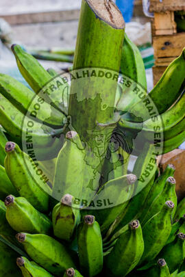 [Título n/d] : lote nº 002, pasta nº 001319, doc. nº 000111 [imagem] / Fotógrafo(a) : [autoria n/d].