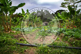 [Título n/d] : lote nº 002, pasta nº 001317, doc. nº 000057 [imagem] / Fotógrafo(a) : [autoria n/d].