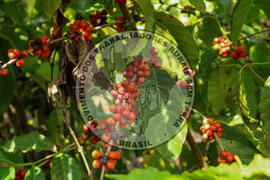 [Título n/d] : lote nº 002, pasta nº 001315, doc. nº 000043 [imagem] / Fotógrafo(a) : [autoria n/d].