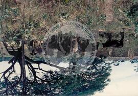 Produção em Minas Gerais (Minas Gerais, [sem data]) [fotografia] / Fotógrafo(a) : Neiva Alves. -- Ref.: BR-SPMST_MST-SN-CIN_AMP_001977-015169-PDU.