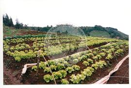 Assentamento "30 de outubro" do MST (Santa Catarina, [sem data]) [fotografia] / Fotógrafo(a) : Douglas Mansur. -- Ref.: BR-SPMST_MST-SN-CIN_AMP_000199-001452-ASS.