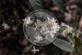 [Título n/d] : lote nº 002, pasta nº 001314, doc. nº 000023 [imagem] / Fotógrafo(a) : [autoria n/d].