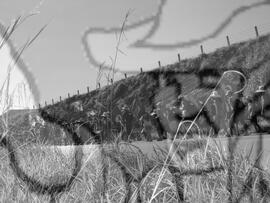 [Título n/d] : lote nº 002, pasta nº 000043, doc. nº 000146 [imagem] / Fotógrafo(a) : [autoria n/d].