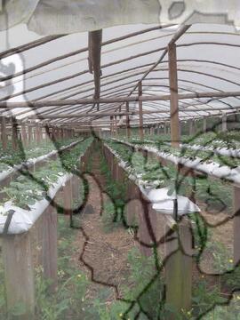 [Título n/d] : lote nº 002, pasta nº 000033, doc. nº 000017 [imagem] / Fotógrafo(a) : [autoria n/d].