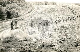 Mutirão Assentamento "CEMAPA" do MST (Rio Grande do Sul, 1982) [fotografia] / Fotógrafo(a) : Arquivo MST. -- Ref.: BR-SPMST_MST-SN-CIN_AMP_000173-001241-ASS.