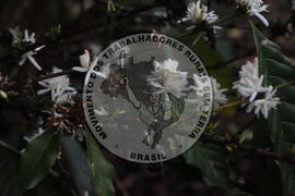 [Título n/d] : lote nº 002, pasta nº 001313, doc. nº 000059 [imagem] / Fotógrafo(a) : [autoria n/d].