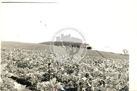 Assentamento "Nova Ronda Alta" (Ronda Alta-RS, 1986) [fotografia] / Fotógrafo(a) : Praxedes Longhi. -- Ref.: BR-SPMST_MST-SN-CIN_AMP_000174-001249-ASS.