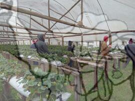 [Título n/d] : lote nº 002, pasta nº 000033, doc. nº 000035 [imagem] / Fotógrafo(a) : [autoria n/d].