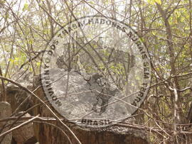 [Título n/d] : lote nº 002, pasta nº 000008, doc. nº 000039 [imagem] / Fotógrafo(a) : [autoria n/d].