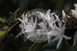 [Título n/d] : lote nº 002, pasta nº 001313, doc. nº 000066 [imagem] / Fotógrafo(a) : [autoria n/d].