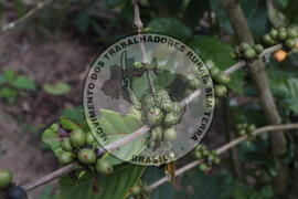 [Título n/d] : lote nº 002, pasta nº 001313, doc. nº 000021 [imagem] / Fotógrafo(a) : [autoria n/d].