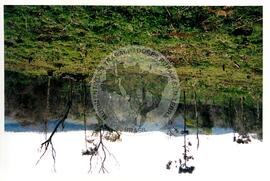 Assentamento "30 de outubro" do MST (Santa Catarina, [sem data]) [fotografia] / Fotógrafo(a) : Douglas Mansur. -- Ref.: BR-SPMST_MST-SN-CIN_AMP_000199-001474-ASS.