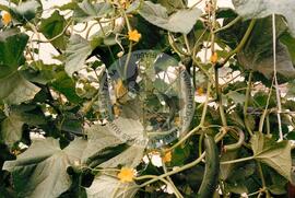 4 anos de COPAJOTA (Promissão-SP, 11 mai. 1996) [fotografia] / Fotógrafo(a) : Mário de Freitas. -- Ref.: BR-SPMST_MST-SN-CIN_AMP_000754-004936-CSS.