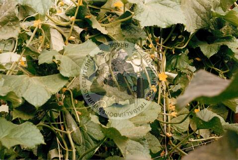 Original Digitaal object not accessible