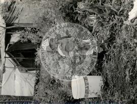 Assentamento "Derrubada" do MST (Ponte Serrada-SC, jan. 1986) [fotografia] / Fotógrafo(a) : Milton Soares. -- Ref.: BR-SPMST_MST-SN-CIN_AMP_000190-001337-ASS.