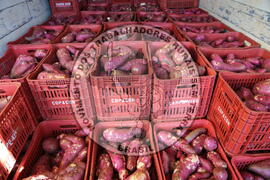 [Título n/d] : lote nº 002, pasta nº 001350, doc. nº 000191 [imagem] / Fotógrafo(a) : [autoria n/d].