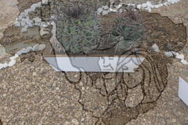 [Título n/d] : lote nº 002, pasta nº 001312, doc. nº 000168 [imagem] / Fotógrafo(a) : [autoria n/d].