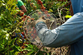 [Título n/d] : lote nº 002, pasta nº 001315, doc. nº 000030 [imagem] / Fotógrafo(a) : [autoria n/d].