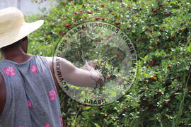 [Título n/d] : lote nº 002, pasta nº 000014, doc. nº 000244 [imagem] / Fotógrafo(a) : [autoria n/d].