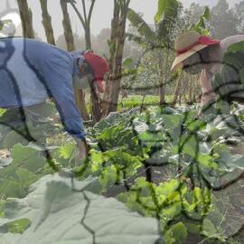[Título n/d] : lote nº 002, pasta nº 001351, doc. nº 000215 [imagem] / Fotógrafo(a) : [autoria n/d].
