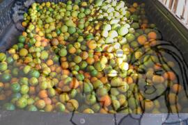 [Título n/d] : lote nº 002, pasta nº 001319, doc. nº 000153 [imagem] / Fotógrafo(a) : [autoria n/d].