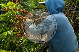 [Título n/d] : lote nº 002, pasta nº 001315, doc. nº 000029 [imagem] / Fotógrafo(a) : [autoria n/d].