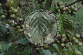 [Título n/d] : lote nº 002, pasta nº 001313, doc. nº 000023 [imagem] / Fotógrafo(a) : [autoria n/d].