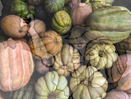 [Título n/d] : lote nº 002, pasta nº 001320, doc. nº 000021 [imagem] / Fotógrafo(a) : [autoria n/d].