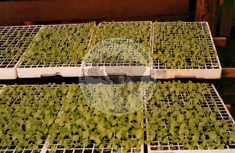 Original Digitaal object not accessible